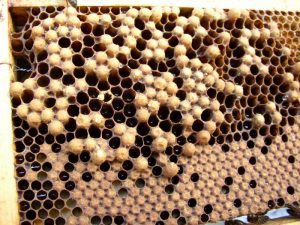 Le couvain d'abeille