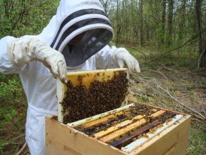 Ouvrir et inspecter une ruche