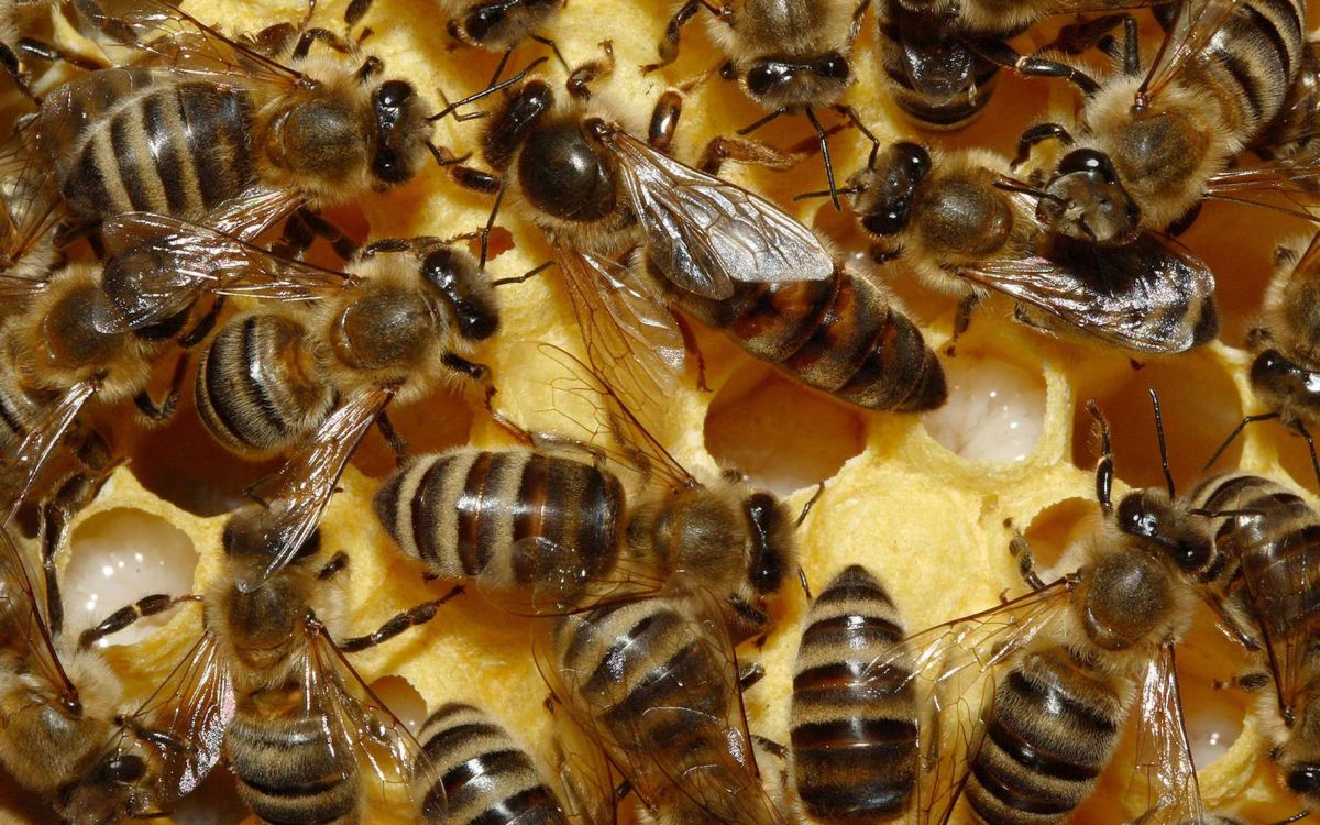 La vie dans la ruche  UNAF Abeilles sentinelles