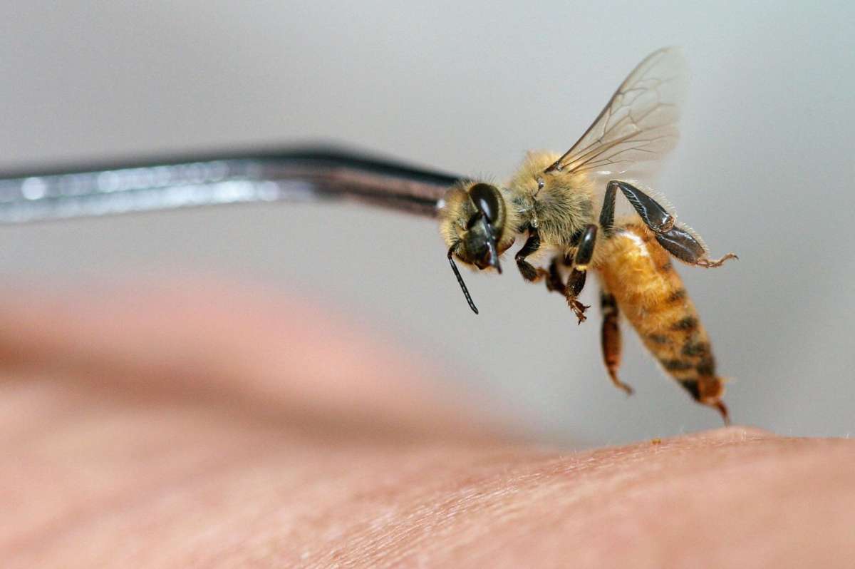 Le venin d'abeille : vertus d'un poison