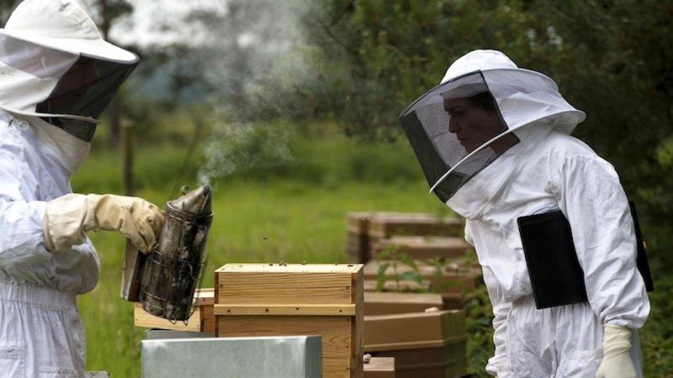 Quelles formations pour pratiquer l’apiculture ?