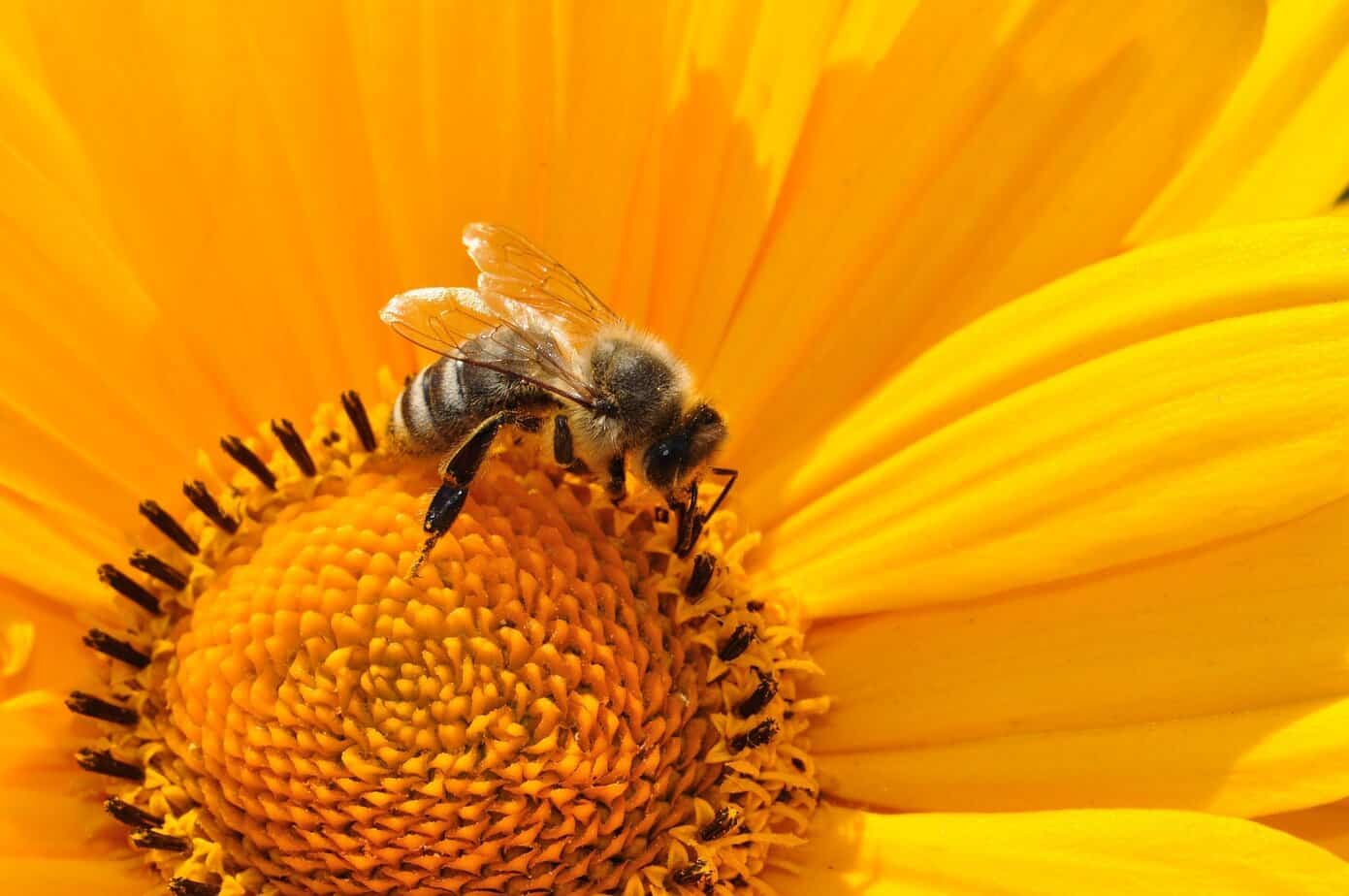 Qu'est-ce qu'une abeille solitaire et comment la reconnaître ? - Domaine  Apicole de Chezelles