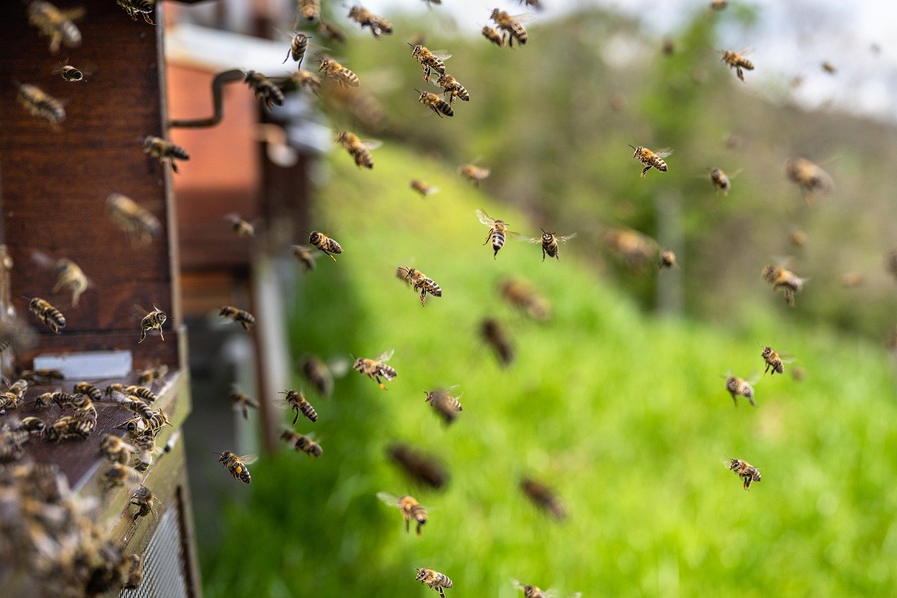 La transhumance des abeilles par les apiculteurs